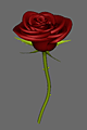 Red Rose 1