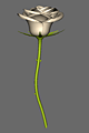 White Rose 2