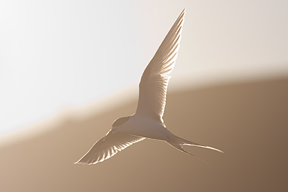 White Fronted Tern