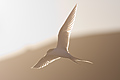 White-Fronted Tern