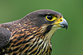New Zealand Falcon Portrait