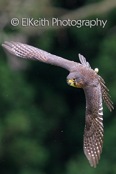 New Zealand Falcon in flight