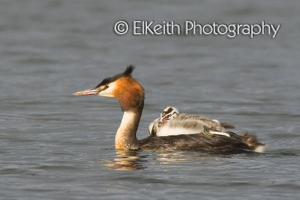 Australasian Crested Grebe with Chick