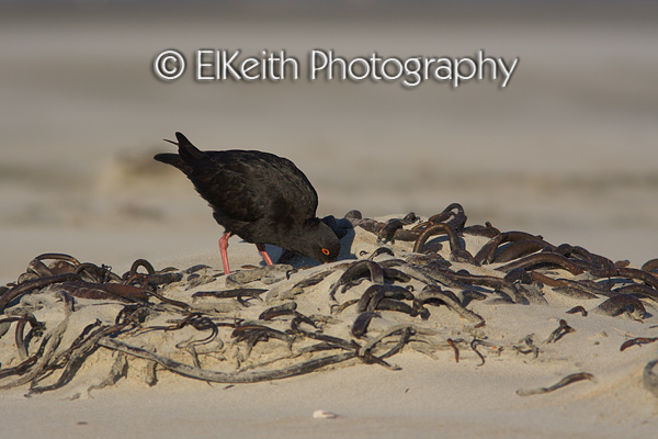 Variable Oystercatcher Foraging