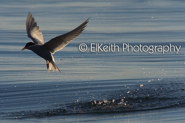 Unsuccessful Black-Fronted Tern