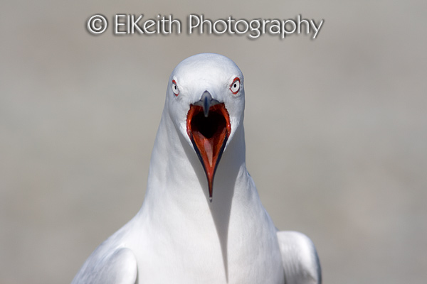 Black-Billed Gull mouth open
