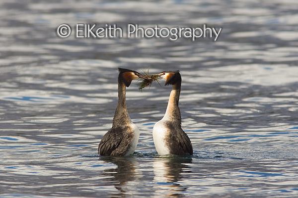 Courting Crested Grebes