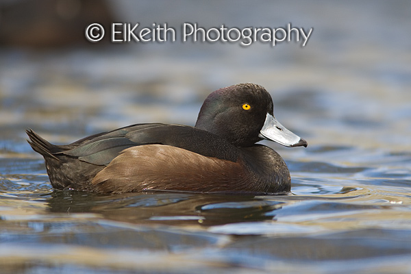 Male New Zealand Scaup
