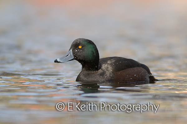 Male New Zealand Scaup