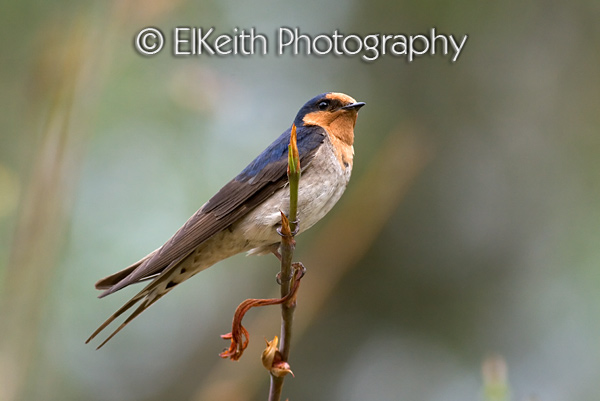 Welcome Swallow Portrait