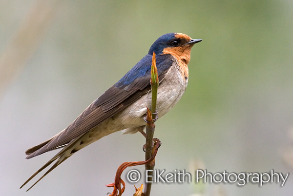 Welcome Swallow Portrait