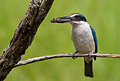 Kingfisher, Kotare