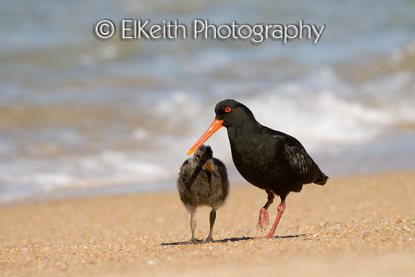 Variable Oystercatcher and Chick