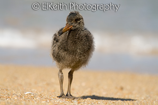 Variable Oystercatcher Chick
