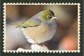 Silvereye Stamp