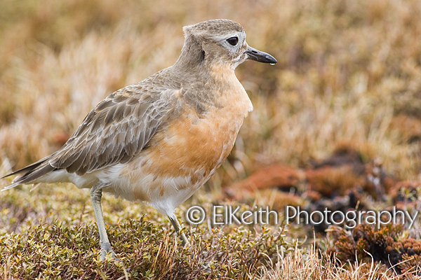 New Zealand Dotterel in Breeding Plumage