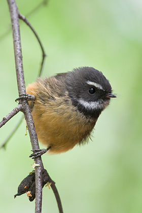 Fantail