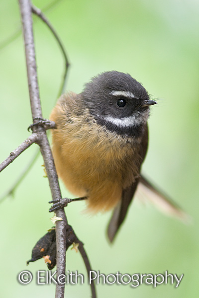 Pied Phase Fantail