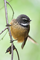 Fantail