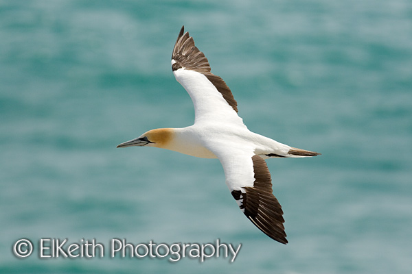 Australasian Gannet in Flight