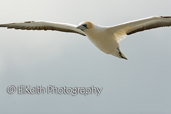 Australasian Gannet in Flight