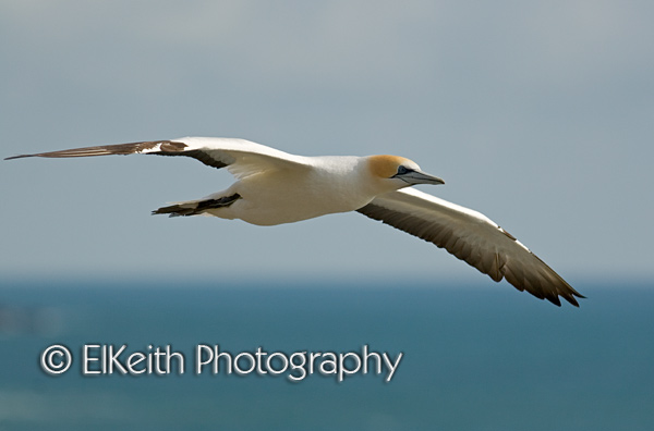 Australasian Gannet in Flight