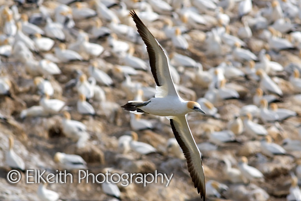 Australasian Gannet in Flight